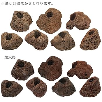 しゅう　穴あき溶岩石赤   #A 穴あき赤溶岩石 【アクアフィールド】熱帯魚・水草の通信販売